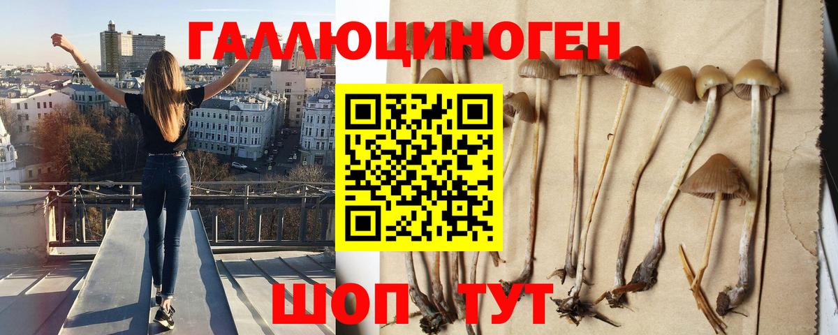 Галлюциногенные грибы Psilocybine cubensis Ноябрьск